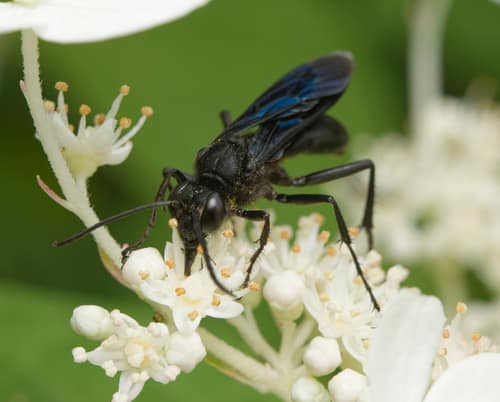 Great Black Wasp reference