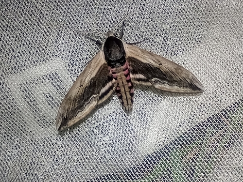 Privet Hawkmoth reference
