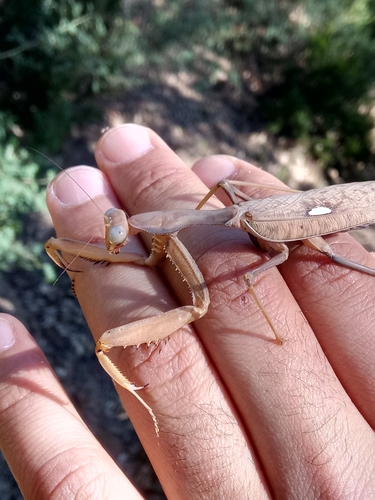 Giant African Mantis reference