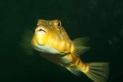 Northern Puffer reference