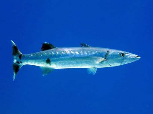 Great Barracuda reference