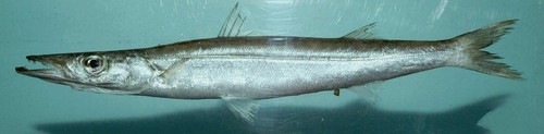 Guachanche Barracuda reference
