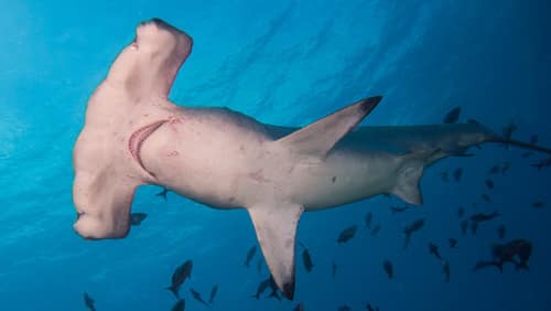 Scalloped Hammerhead reference