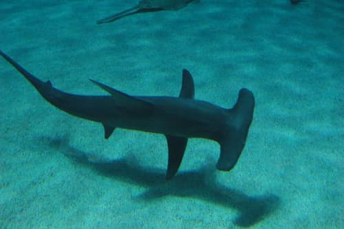 Great Hammerhead reference