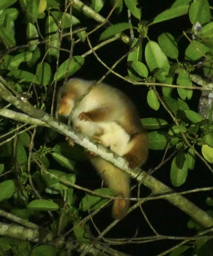 Common Spotted Cuscus reference