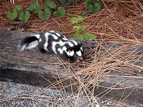 Eastern Spotted Skunk reference