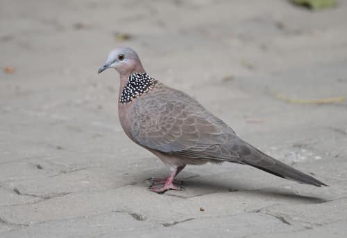 Spotted Dove reference