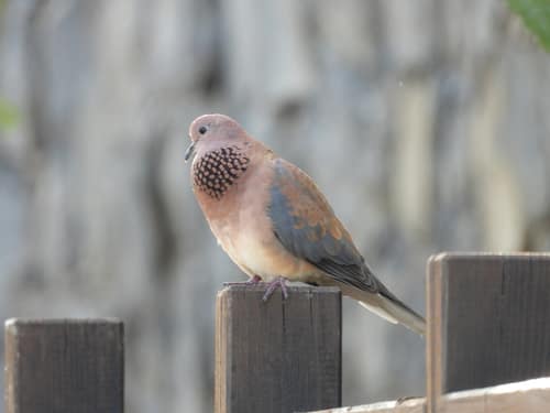 Laughing Dove reference