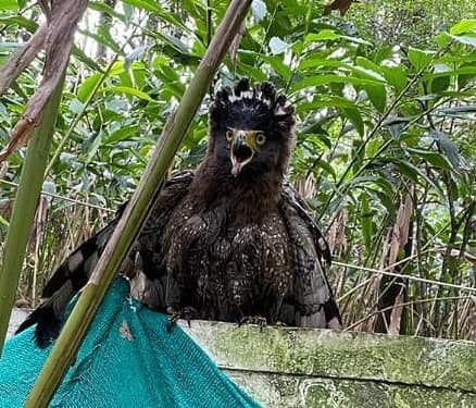 Crested Serpent Eagle reference