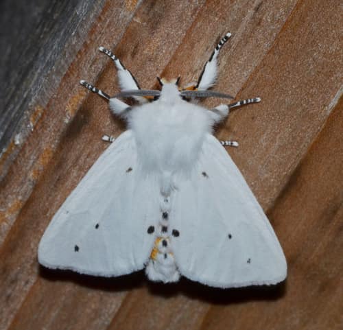 Virginia Tiger Moth reference