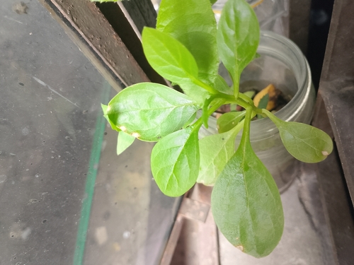Spinach reference