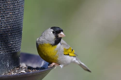 Lawrence's Goldfinch reference