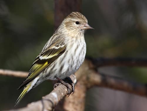 Pine Siskin reference