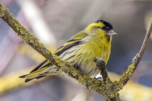 Eurasian Siskin reference