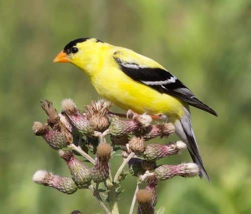 American Goldfinch reference