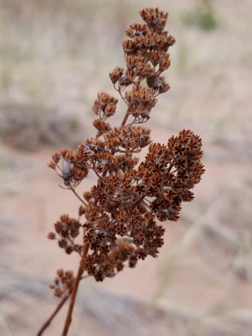 Meadowsweet reference