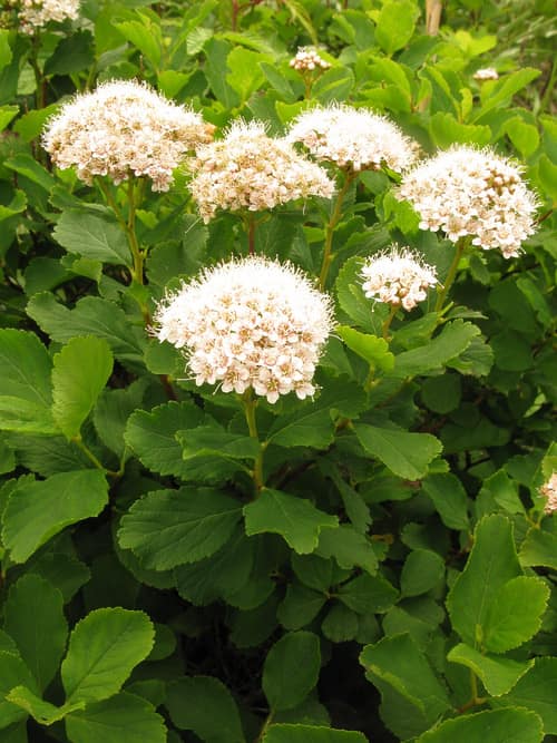 Birchleaf Spirea reference