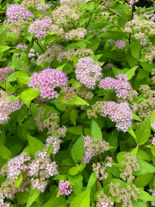 Japanese Spirea reference