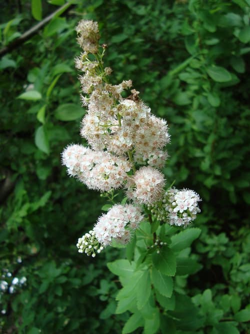 Broadleaf Meadowsweet reference