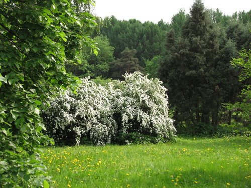 Vanhoutte Spirea reference