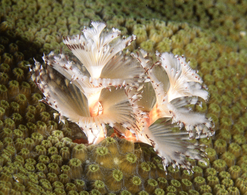 Christmas Tree Worm reference