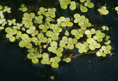 Greater Duckweed reference