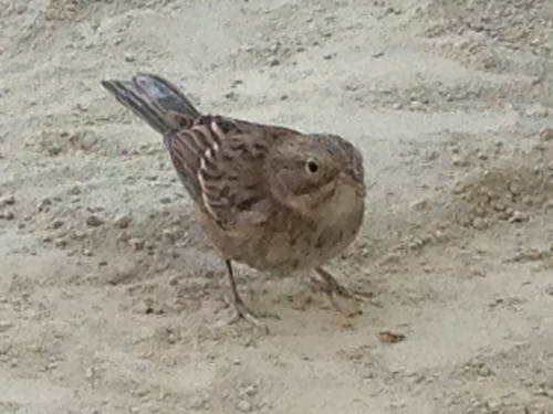 Brewer's Sparrow reference