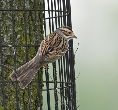 Clay-colored Sparrow reference