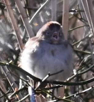 Field Sparrow reference