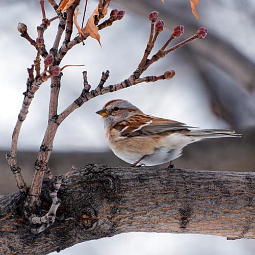 American Tree Sparrow reference