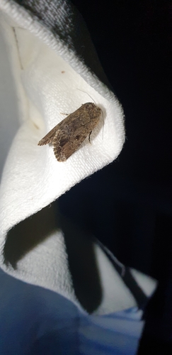 African Armyworm reference
