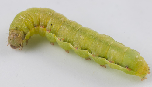 Beet Armyworm reference