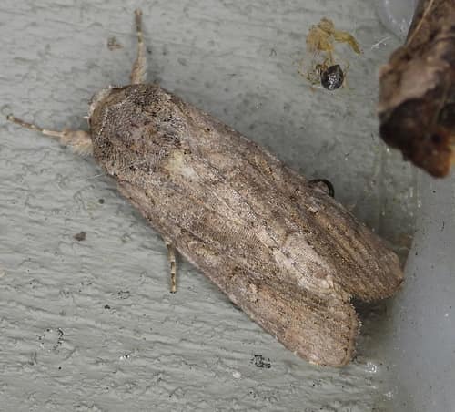 Fall Armyworm Moth reference