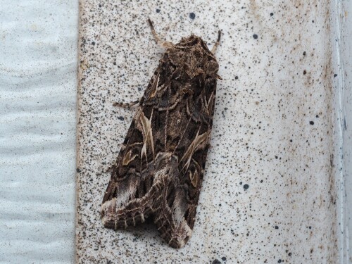 Yellow-striped Armyworm reference