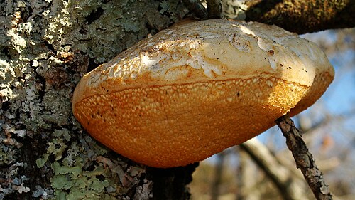 White Rot Bracket reference