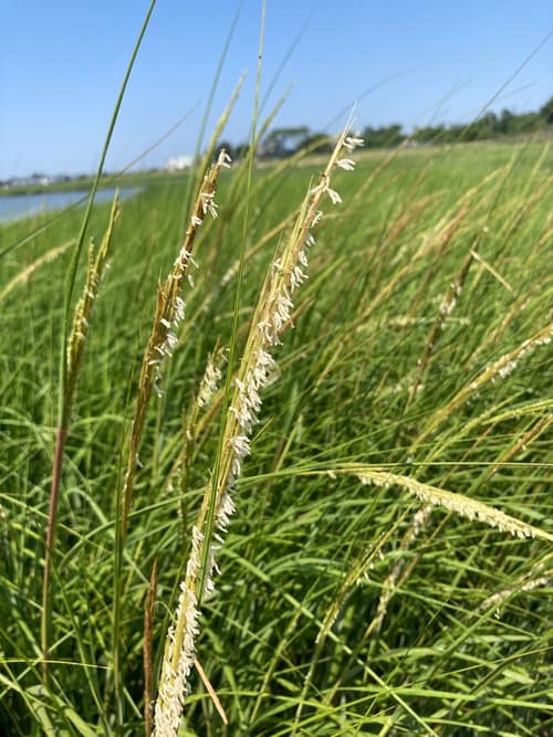 Smooth Cordgrass reference