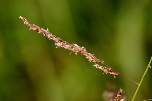 Sand Dropseed reference