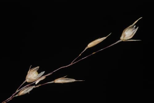 Prairie Dropseed reference