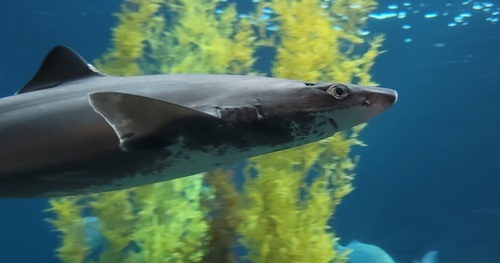 Pacific Spiny Dogfish reference