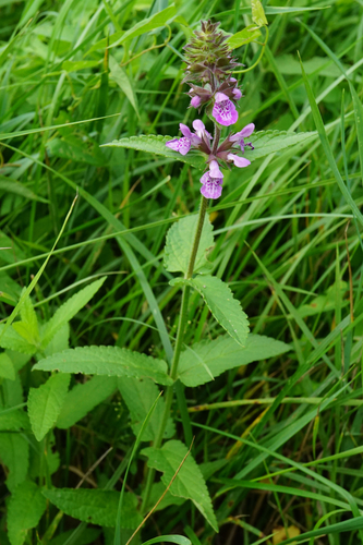 Marsh Woundwort reference