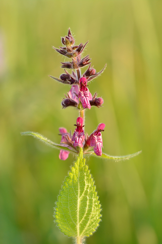 Hedge Woundwort reference