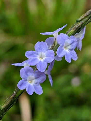 Blue Porterweed reference