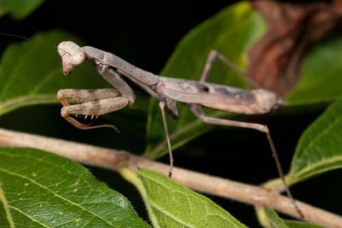 Carolina Mantis reference