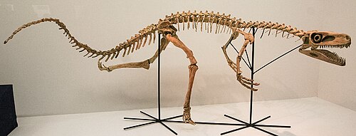 Staurikosaurus reference