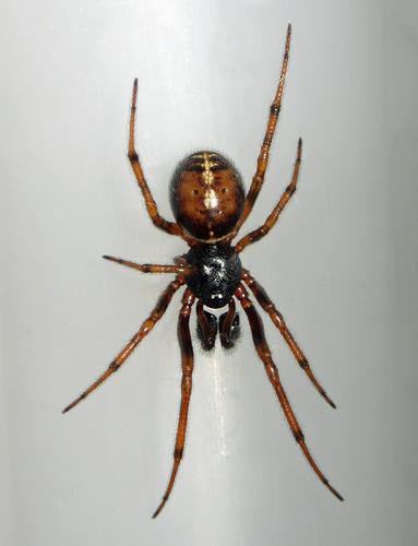 Rabbit-dung Spider reference