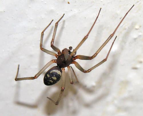 False Black Widow reference