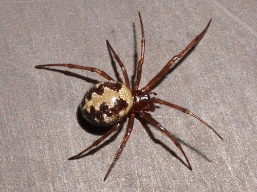 Triangulate Cobweb Spider reference