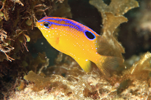 Longfin Damselfish reference