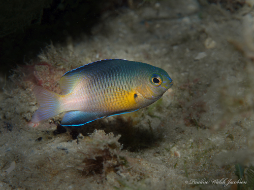 Bicolor Damselfish reference
