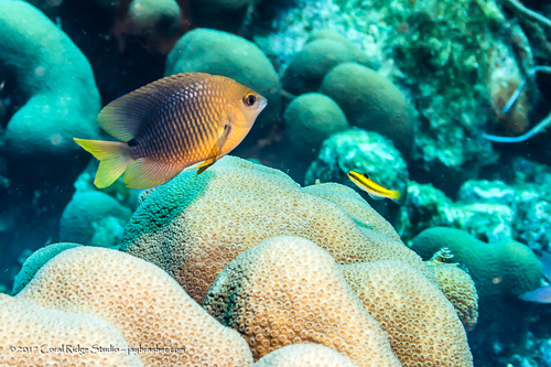 Three-spot Damselfish reference